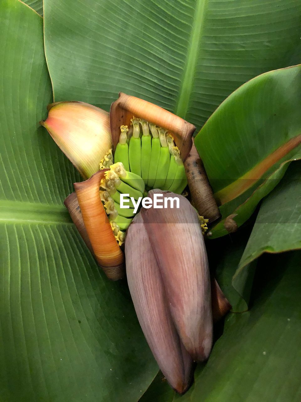 Close-up of banana flowers and leaves