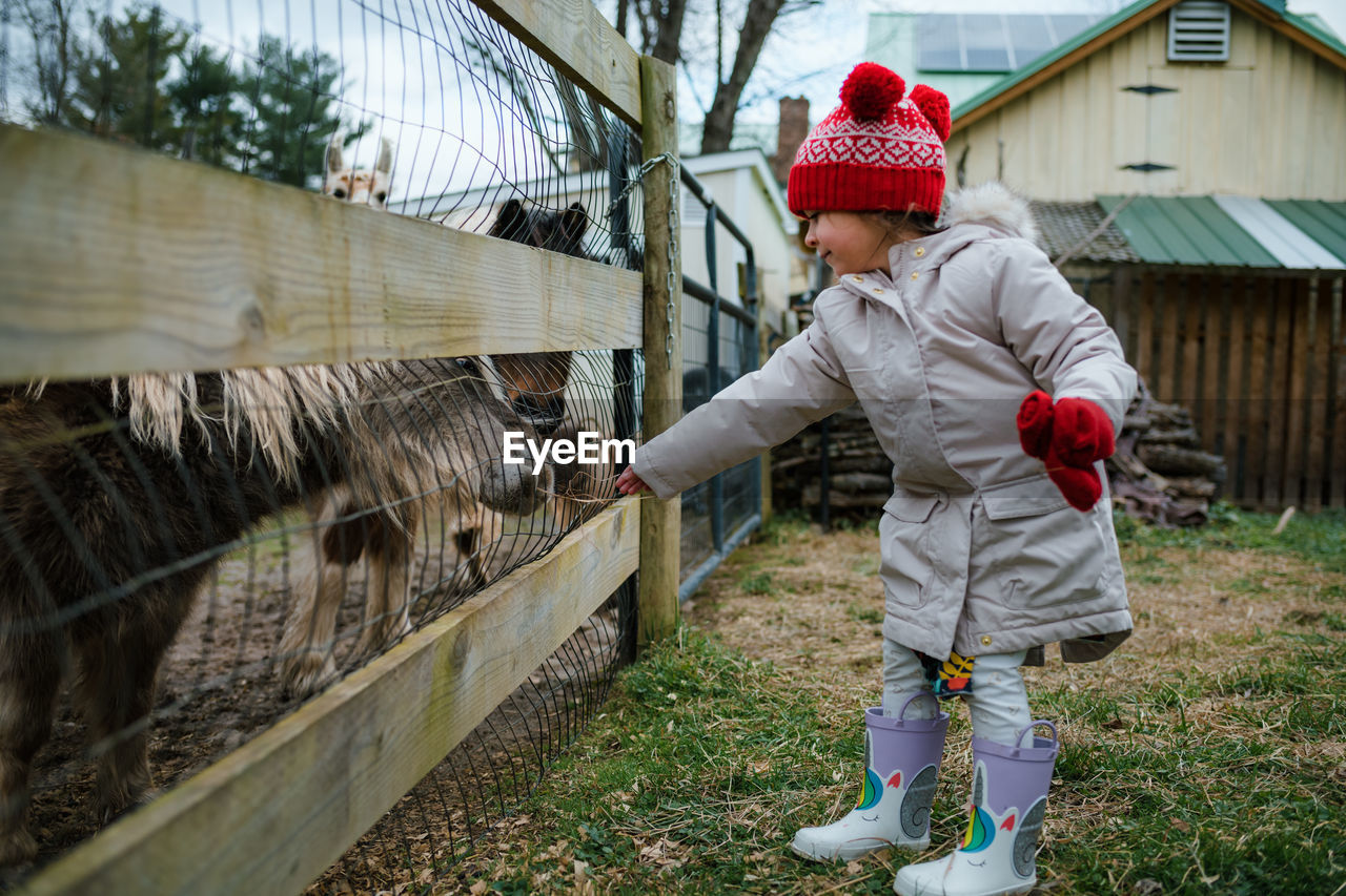 Young girl preschool age feeding pony and farm animals