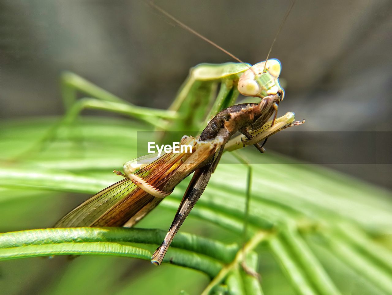 CLOSE-UP OF GRASSHOPPER ON PLANT