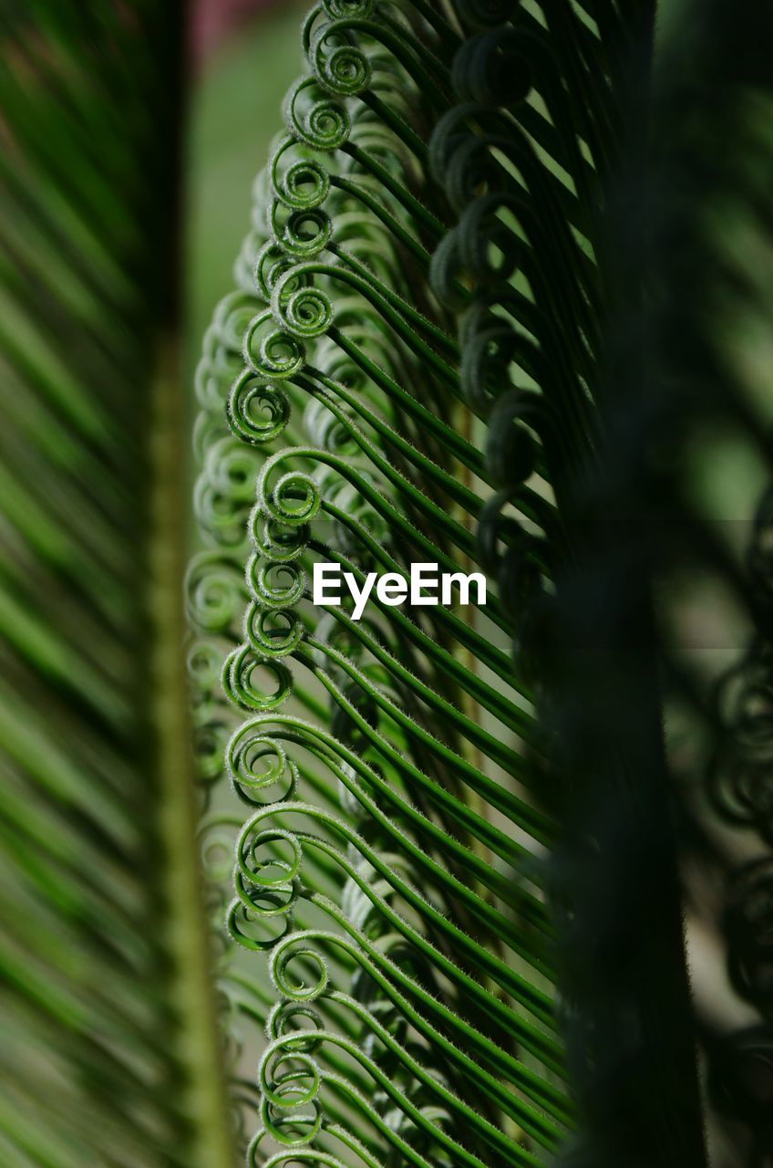 Close-up of ferns growing outdoors