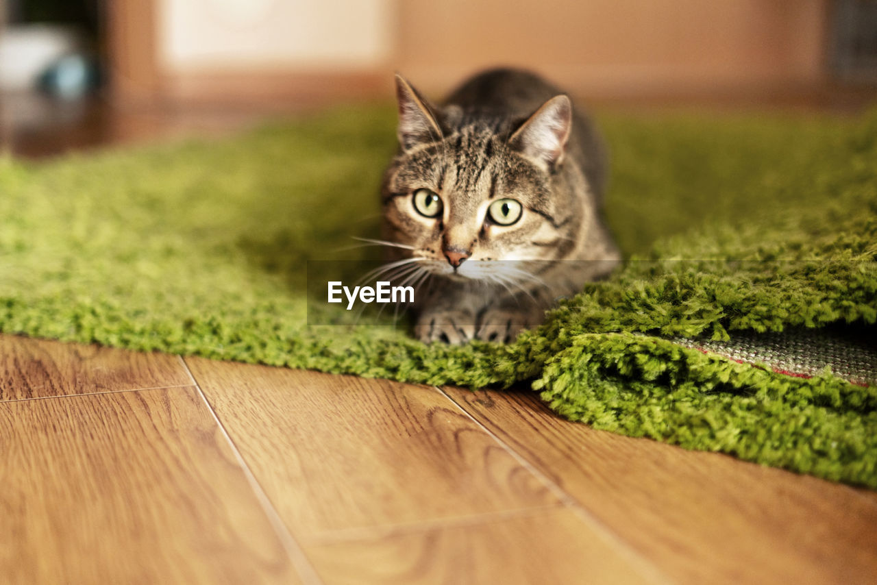 Striped tabby beige cat lying on green carpet and getting ready to jump in home room cute pets 