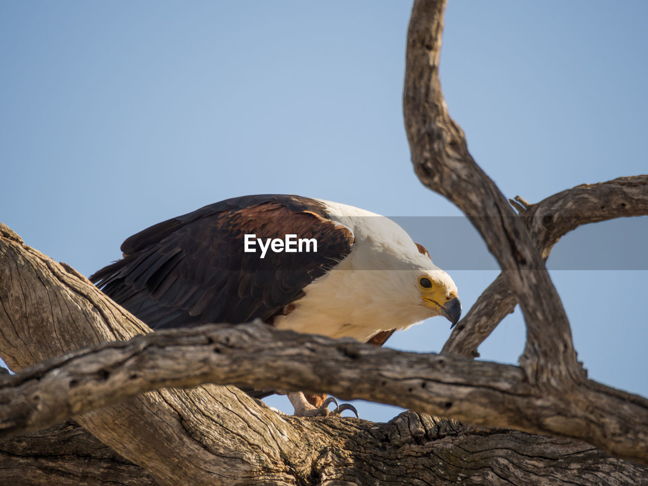Low angle view of african fish eagle perching on tree against clear sky
