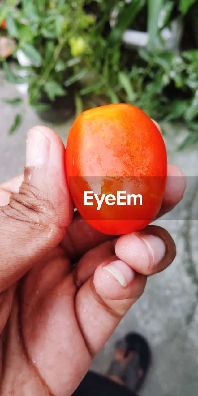 CLOSE-UP OF A HAND HOLDING ORANGE