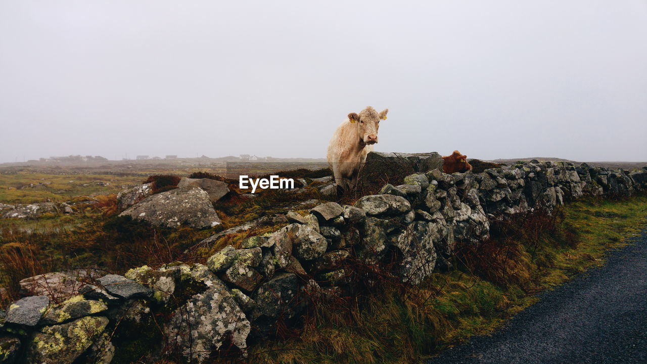 Cow on rock against sky