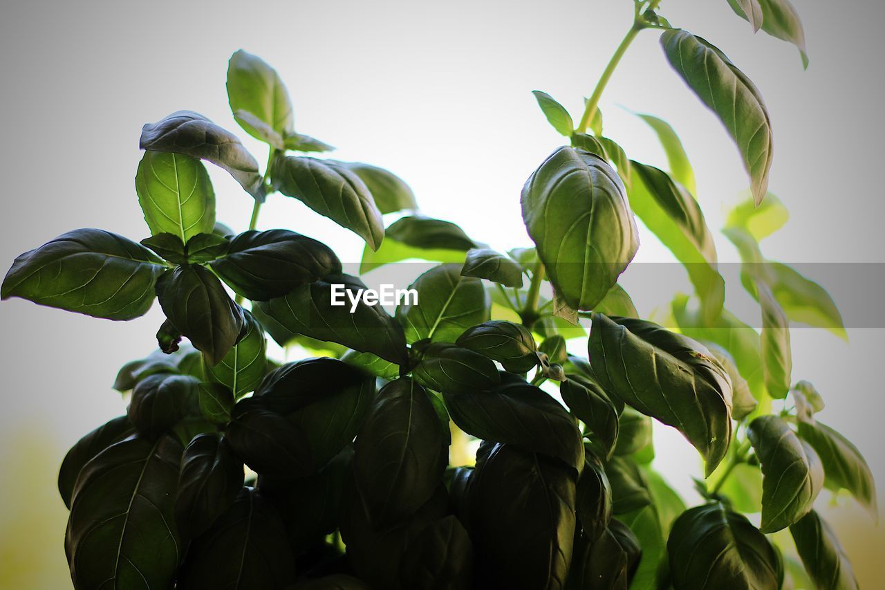 Low angle view of fresh green plants against sky