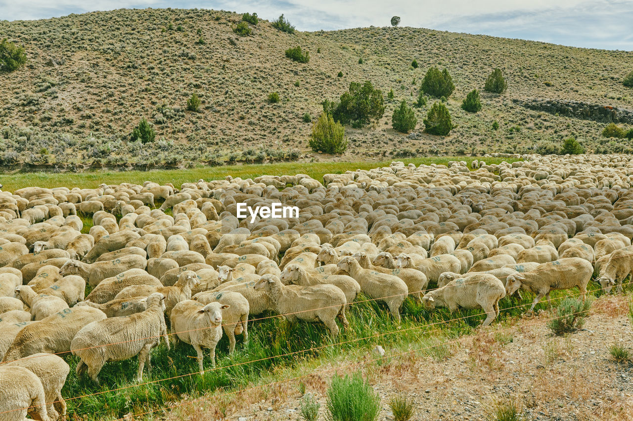 Herd of sheep grazing in a pasture near bodie in northern california.