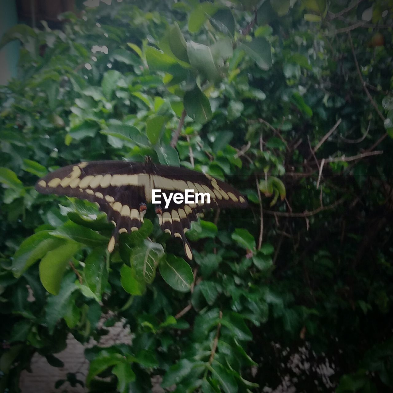 HIGH ANGLE VIEW OF SNAKE ON PLANTS