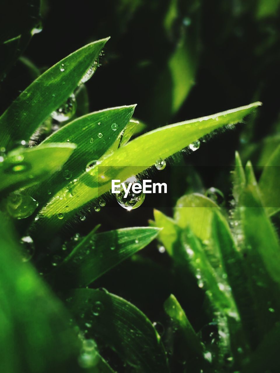 Close-up of water drops on leaf