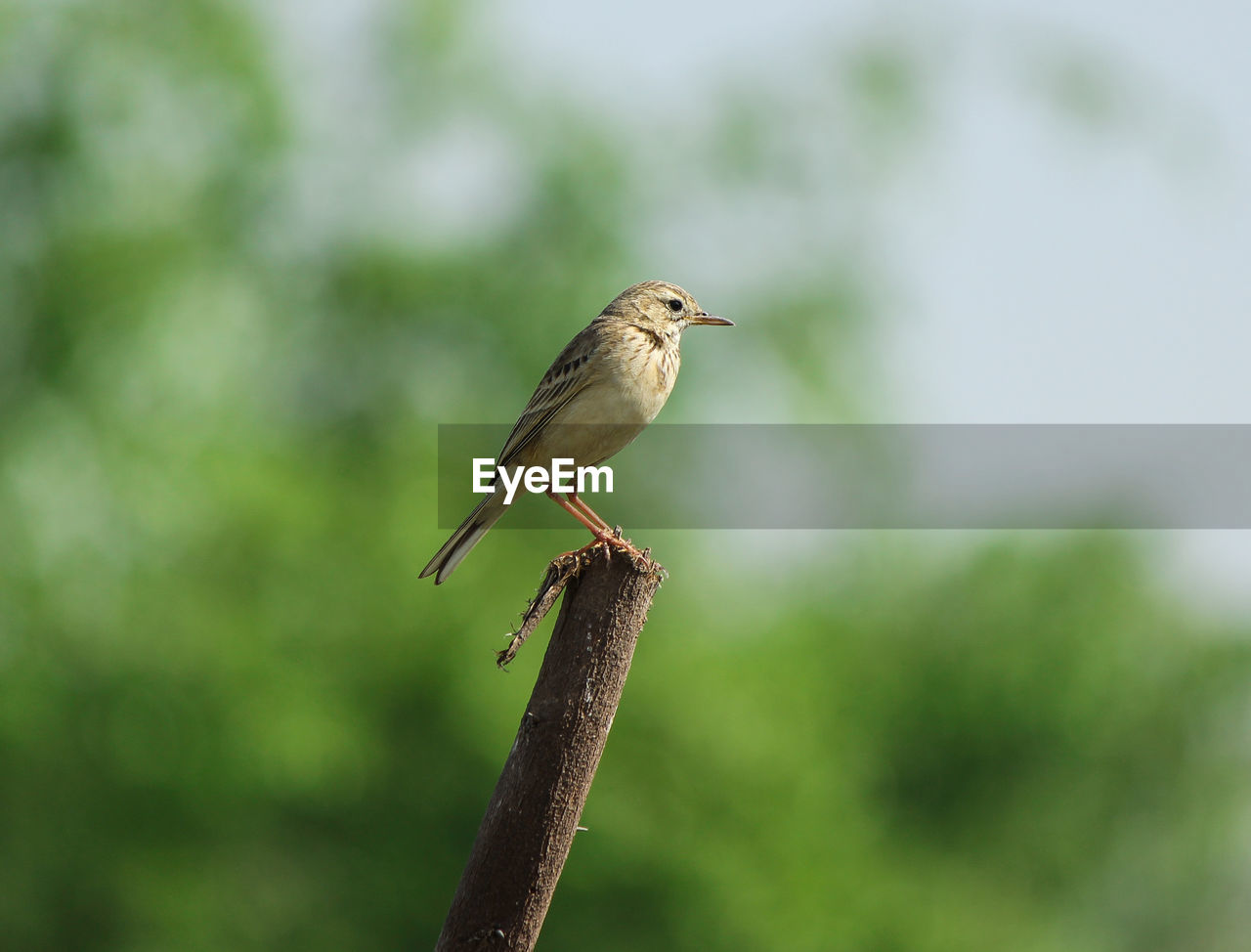 Close-up of bird perching on a plant