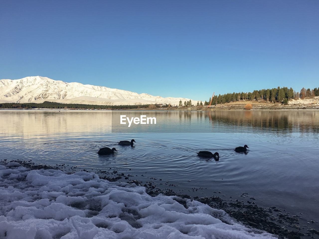 Winter scene at the snowy shores of a lake with floating ducks and snow-capped mountain in the back.