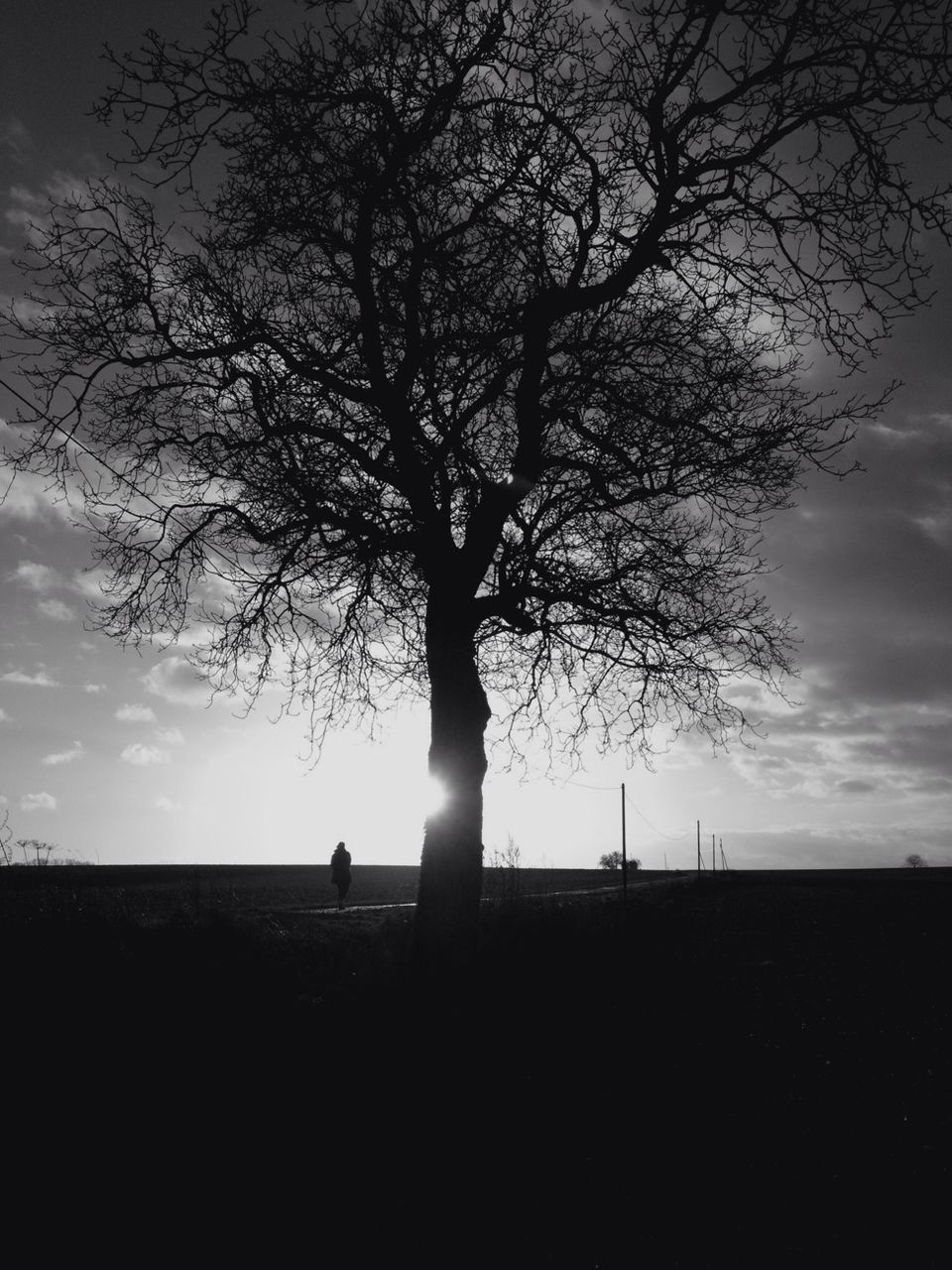Silhouette bare tree growing in field