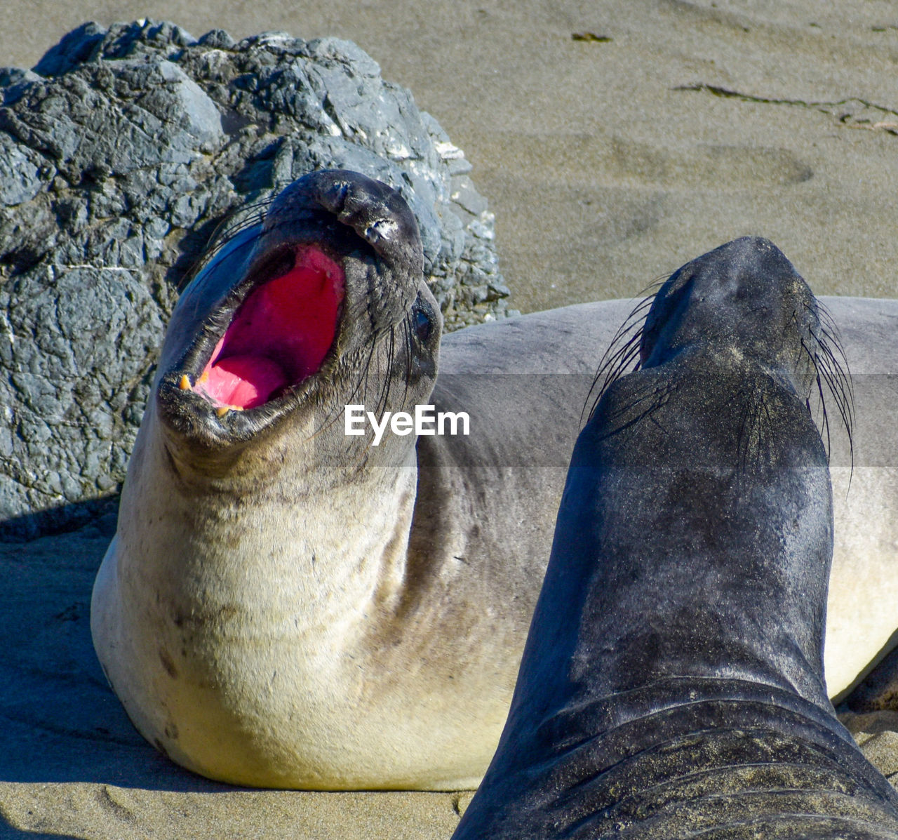 Elephant seals fighting on beach looking funny with pink mouth open 