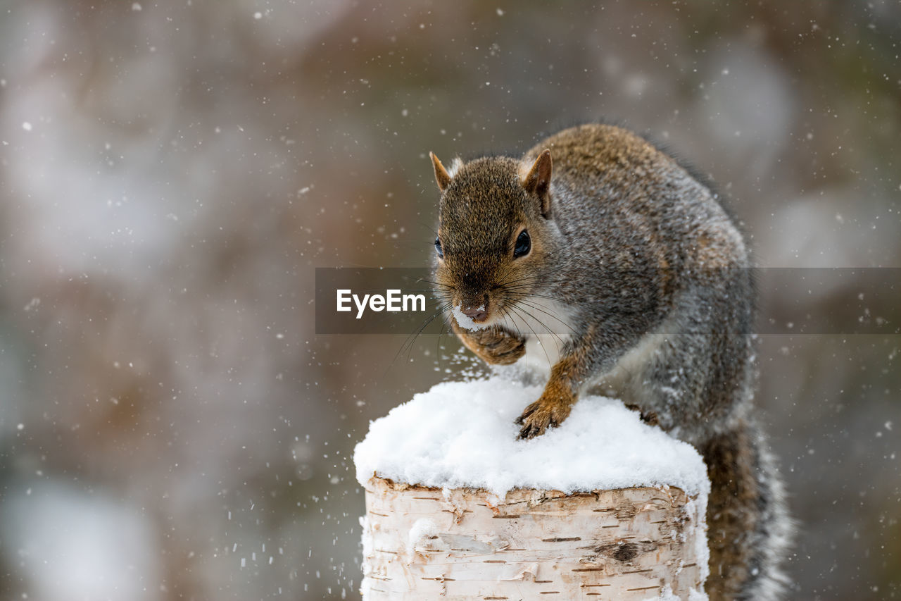 SQUIRREL ON SNOW