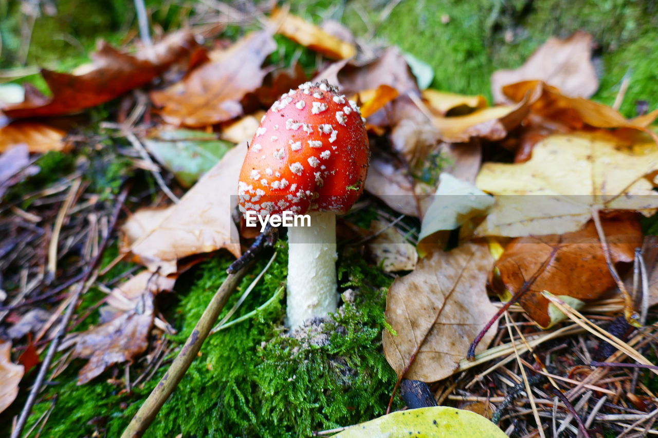 Close-up of fly agaric mushroom on field