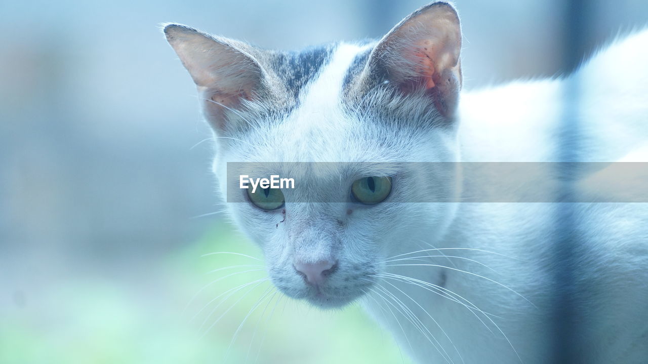 CLOSE-UP OF A CAT