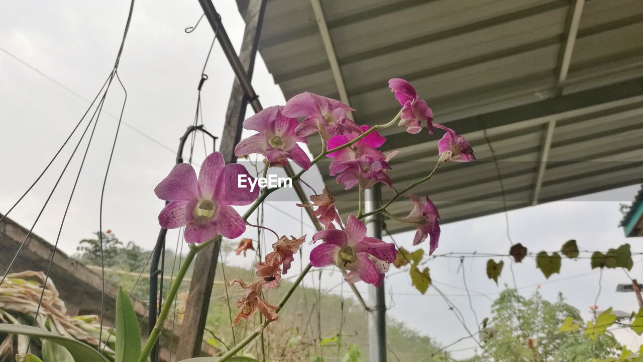 LOW ANGLE VIEW OF PINK FLOWERS GROWING AGAINST SKY