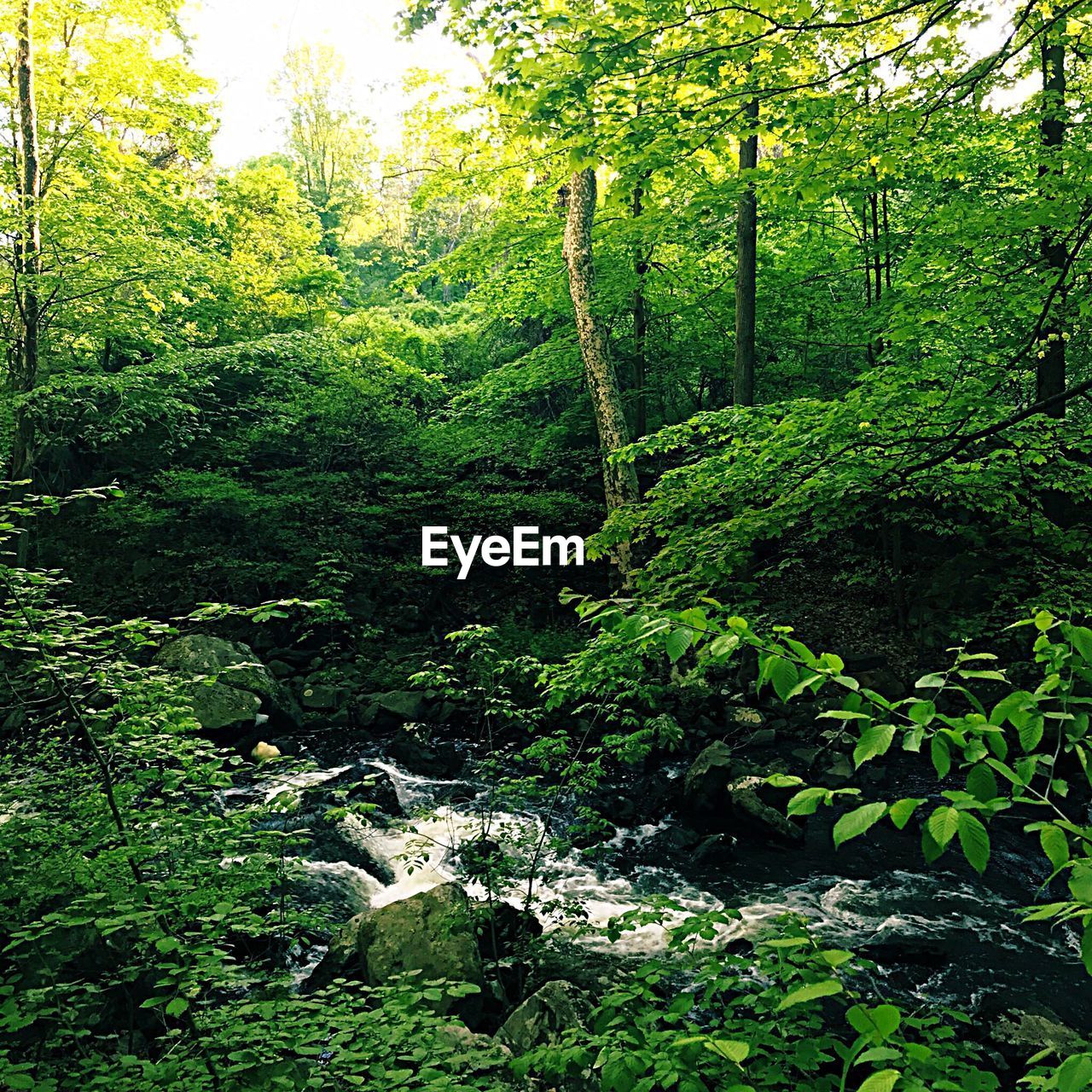 PLANTS GROWING IN FOREST