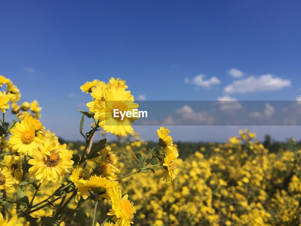 Close-up of fresh yellow flowers in field against sky