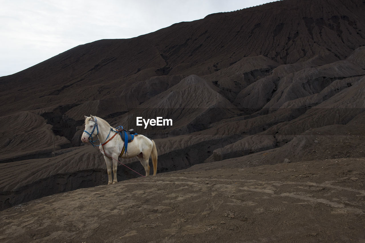 View of horse on mount bromo