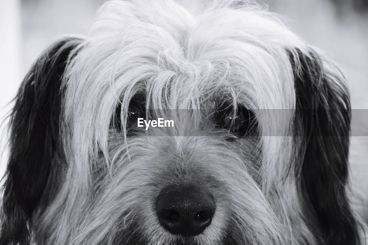 PORTRAIT OF DOG