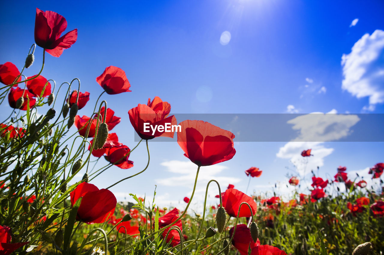 Close-up of red poppy flowers on field against sky