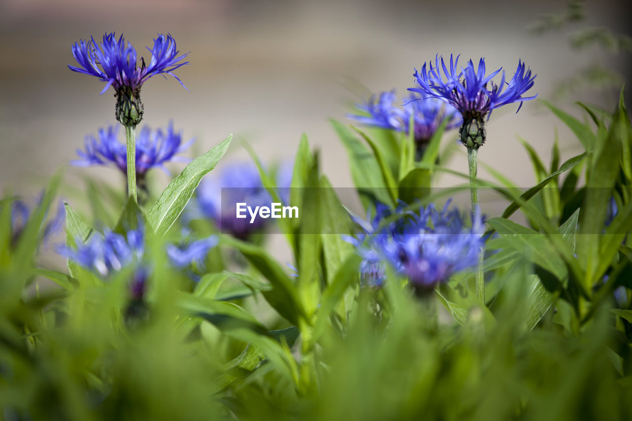 Close-up of purple flowering plants