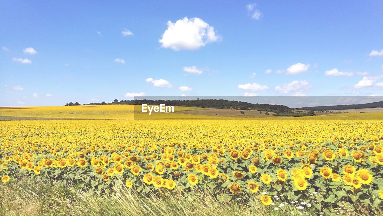 Scenic view of sunflower field against sky