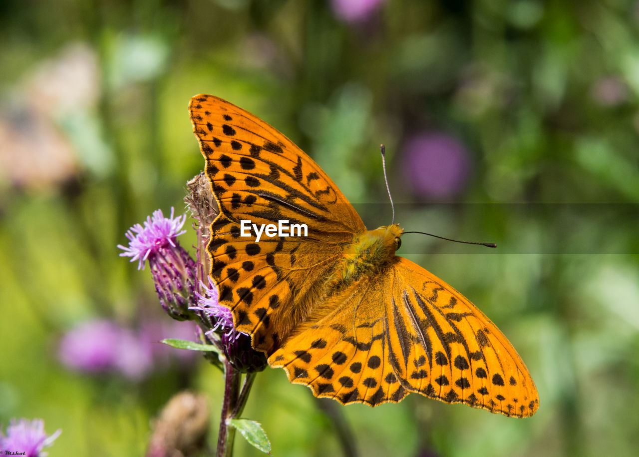 Butterfly perching on thistle bud
