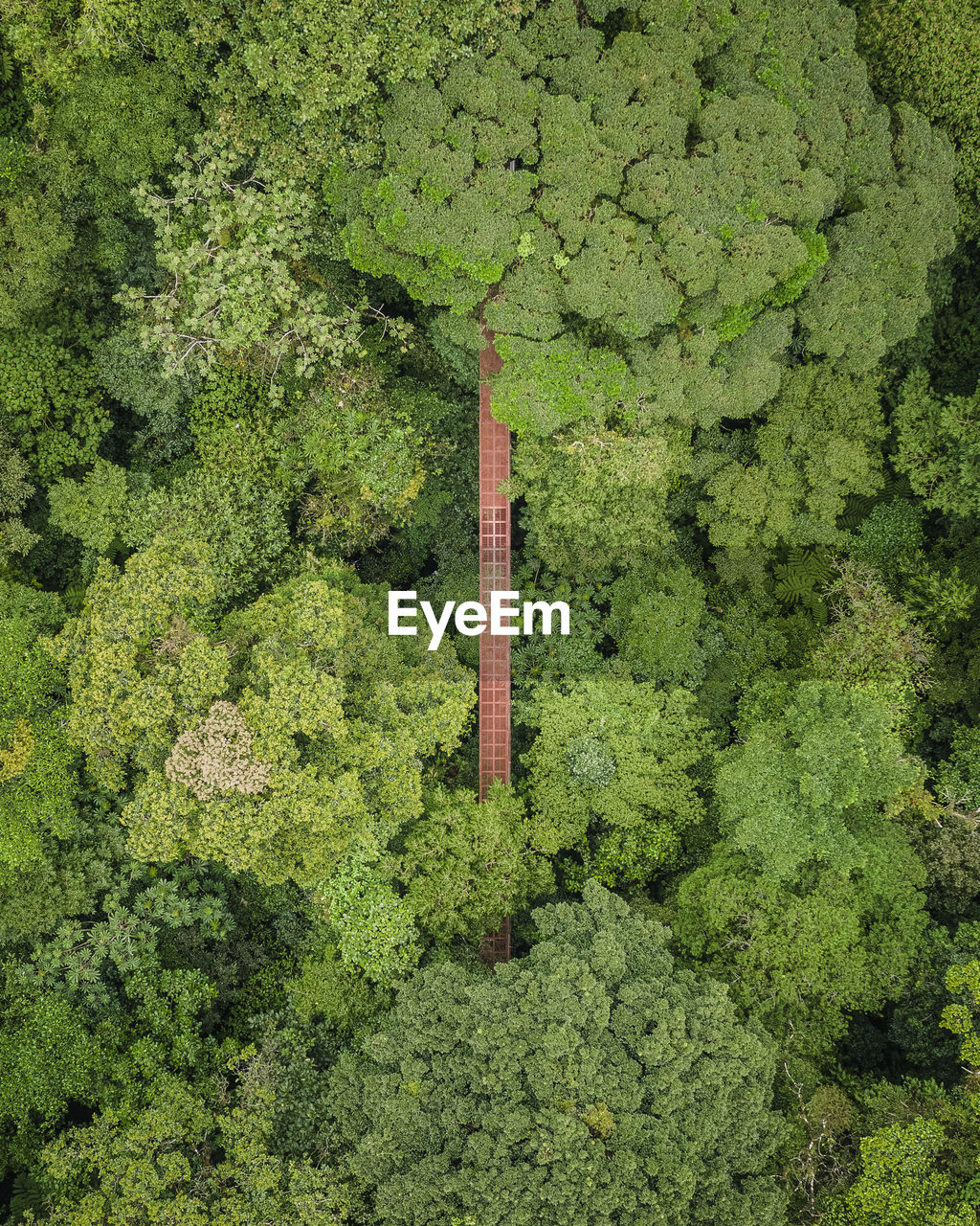 HIGH ANGLE VIEW OF LUSH TREES IN FOREST