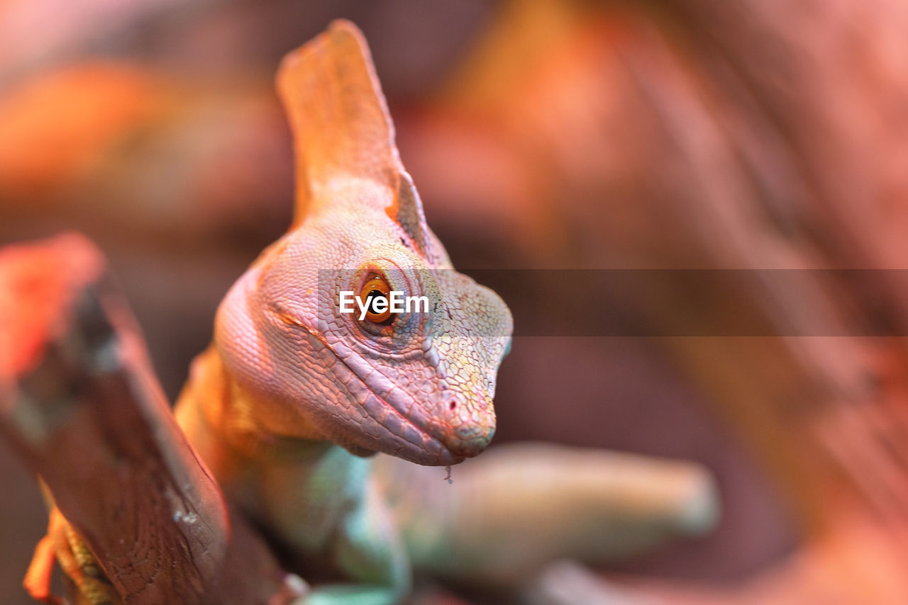 animal, animal themes, lizard, close-up, one animal, reptile, animal wildlife, dragon lizard, animal body part, macro photography, pet, no people, domestic animals, nature, animal head, portrait, wildlife, outdoors, orange color