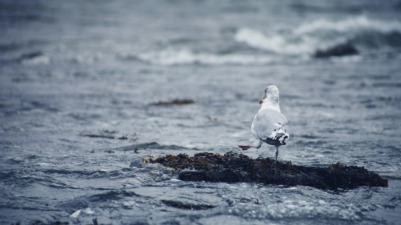 Seagull walking in surf