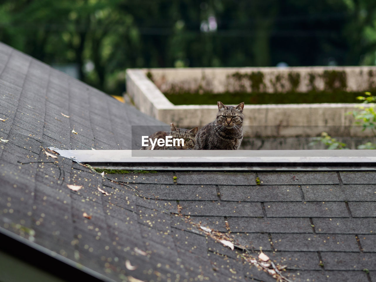 Portrait of cats sitting on top of roof