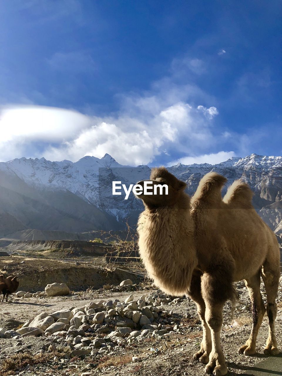 Camel on pamir highway 