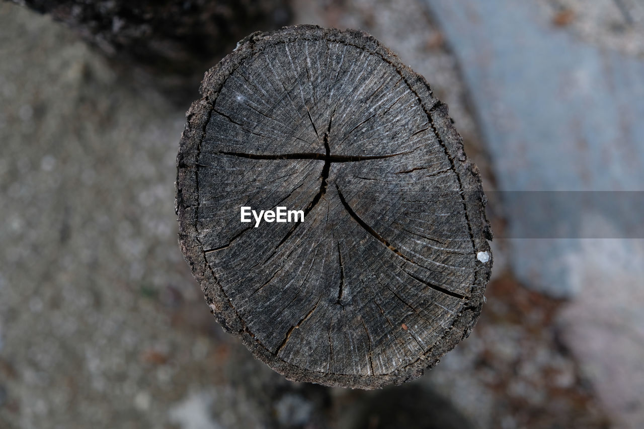 Close-up of tree stump