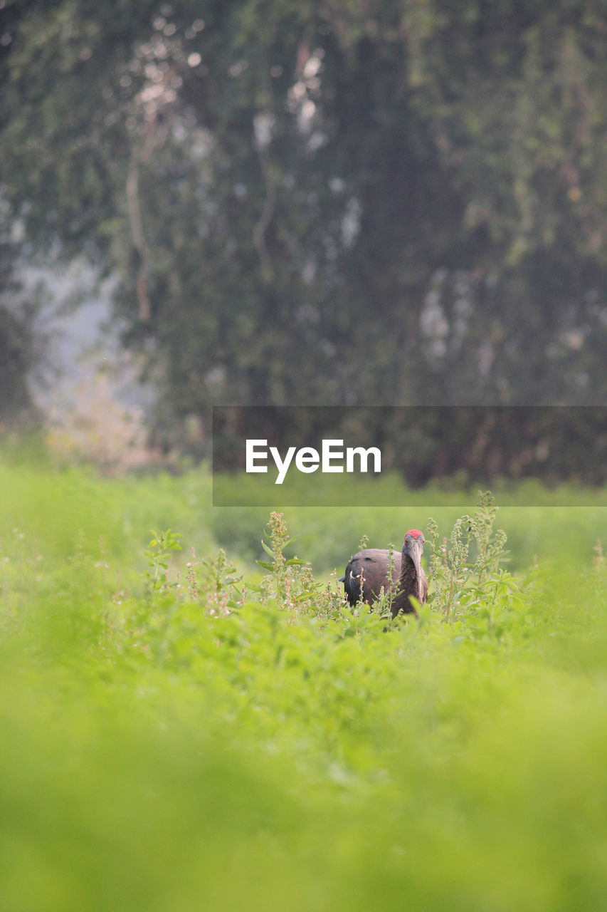 VIEW OF HORSE ON FIELD