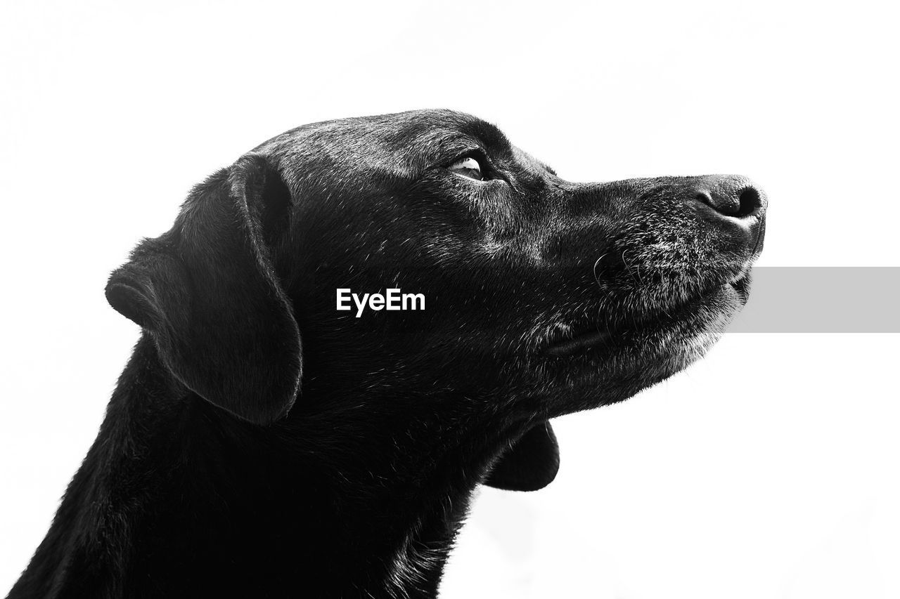 animal, animal themes, one animal, dog, pet, mammal, black, canine, domestic animals, labrador retriever, animal body part, animal head, white background, profile view, black and white, side view, retriever, no people, looking, carnivore, looking away, nose, close-up, studio shot, indoors, cut out