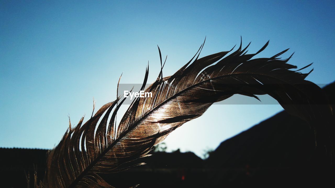 Close-up of feather against clear blue sky