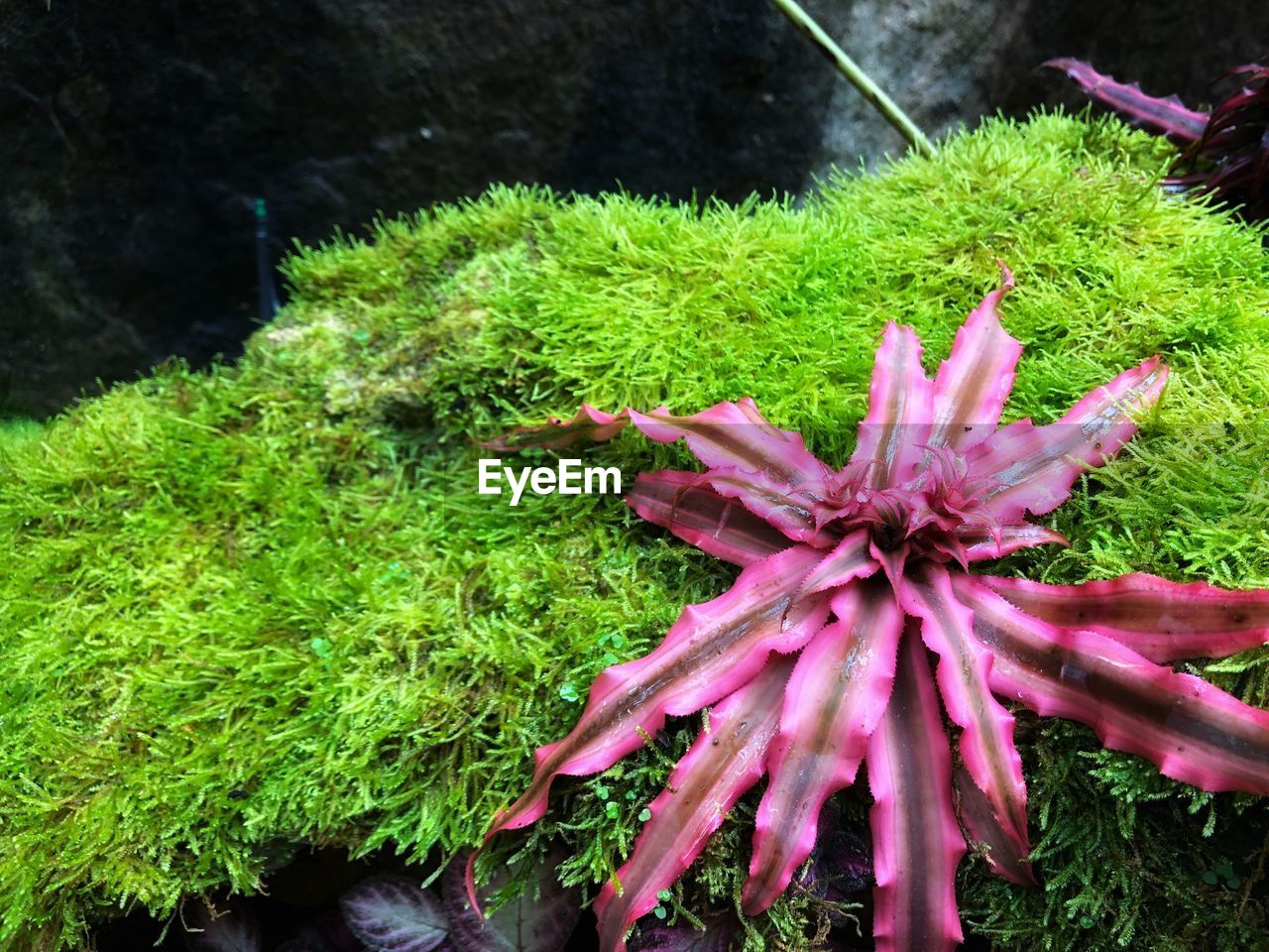 HIGH ANGLE VIEW OF PINK FLOWERING PLANT ON LAND