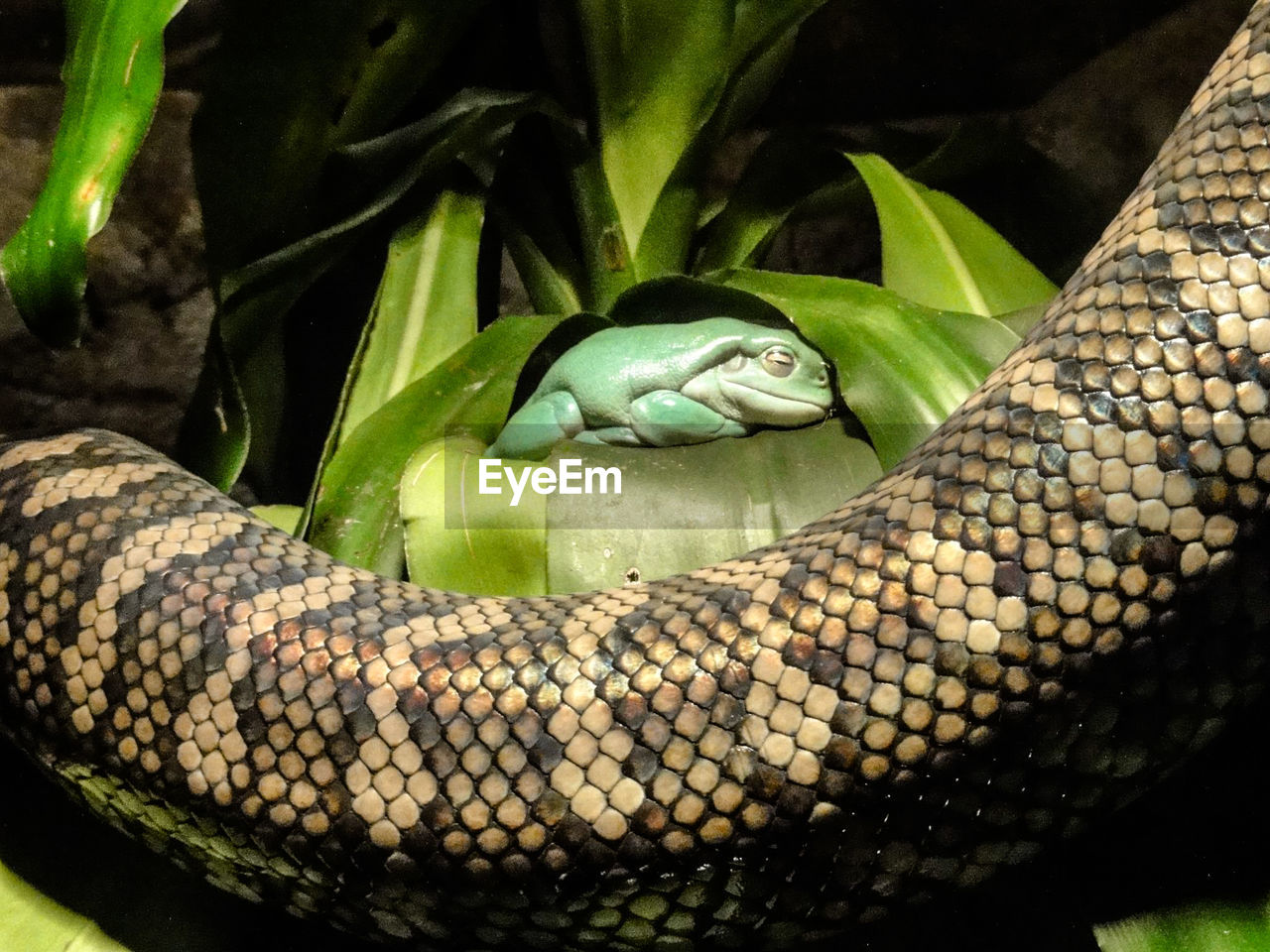 Close-up of snake by sleeping frog in forest