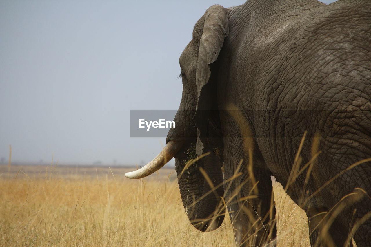 Close-up of elephant on grassy field against sky