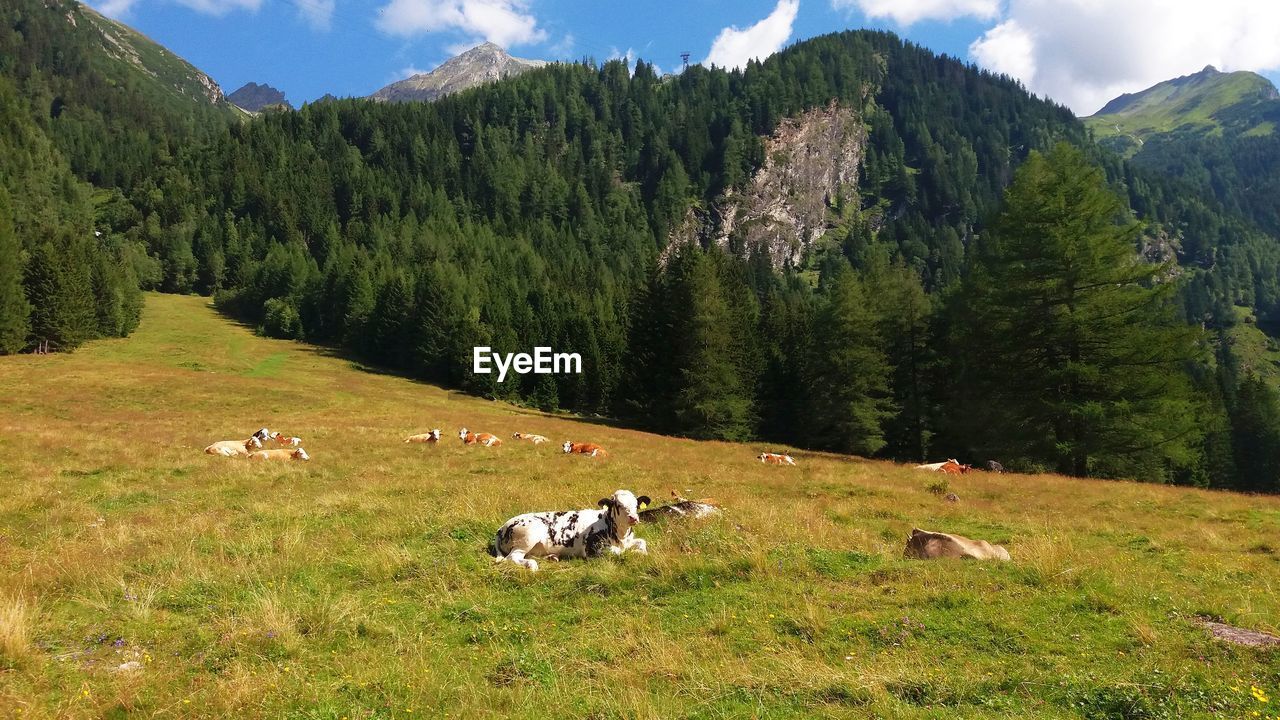 SHEEP ON FIELD AGAINST TREES