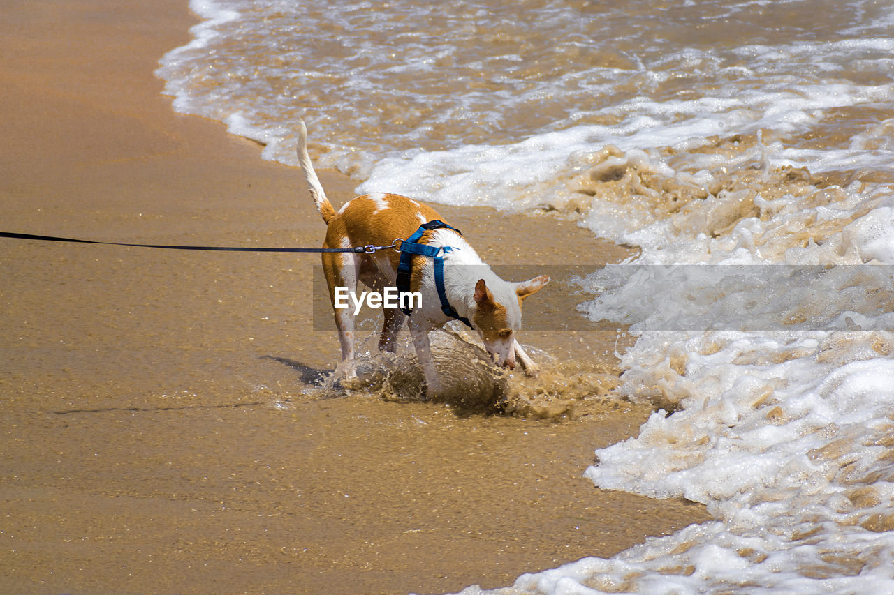 DOG STANDING ON THE BEACH