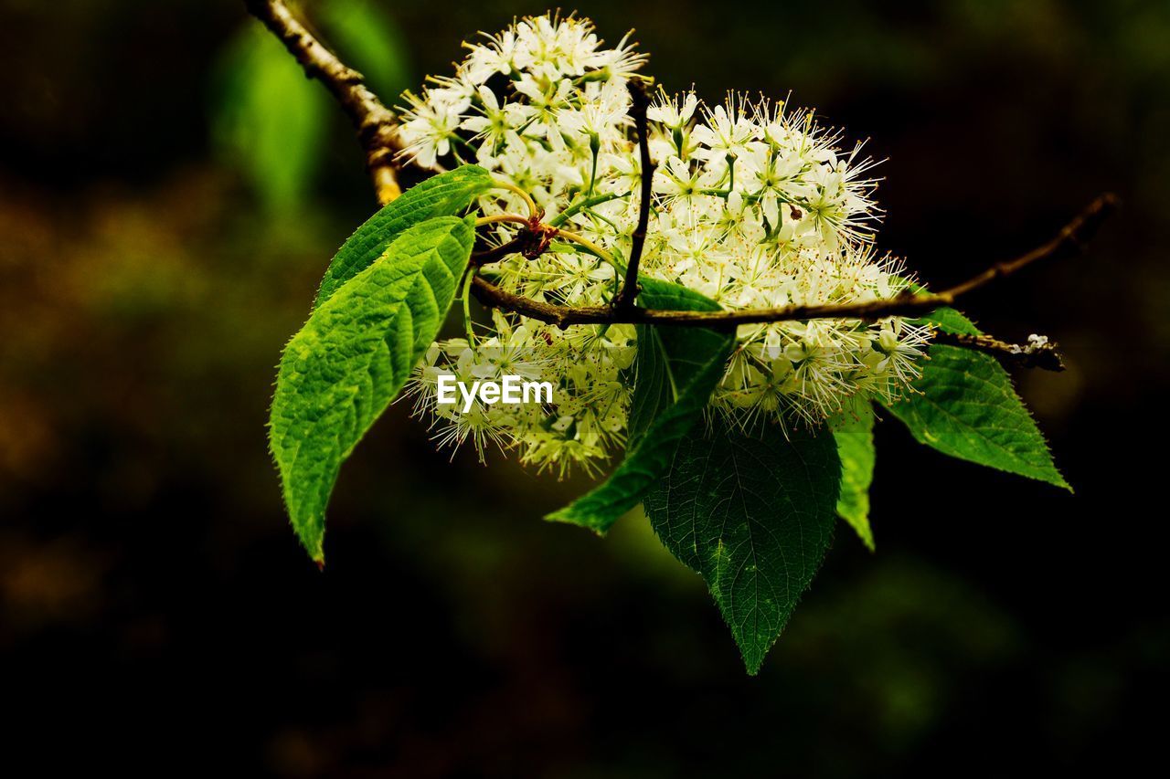 CLOSE-UP OF GREEN PLANT