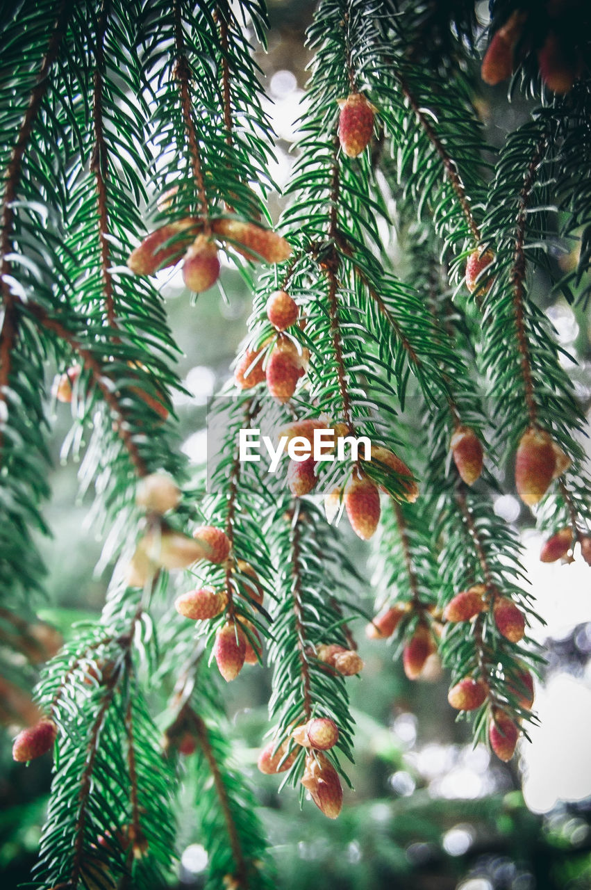 CLOSE-UP OF PINE TREE WITH LEAVES