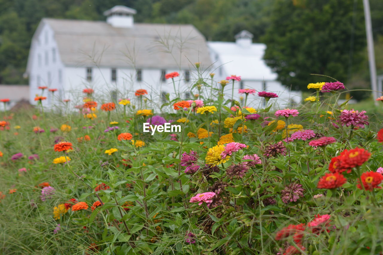 Colorful zinnia growing on field
