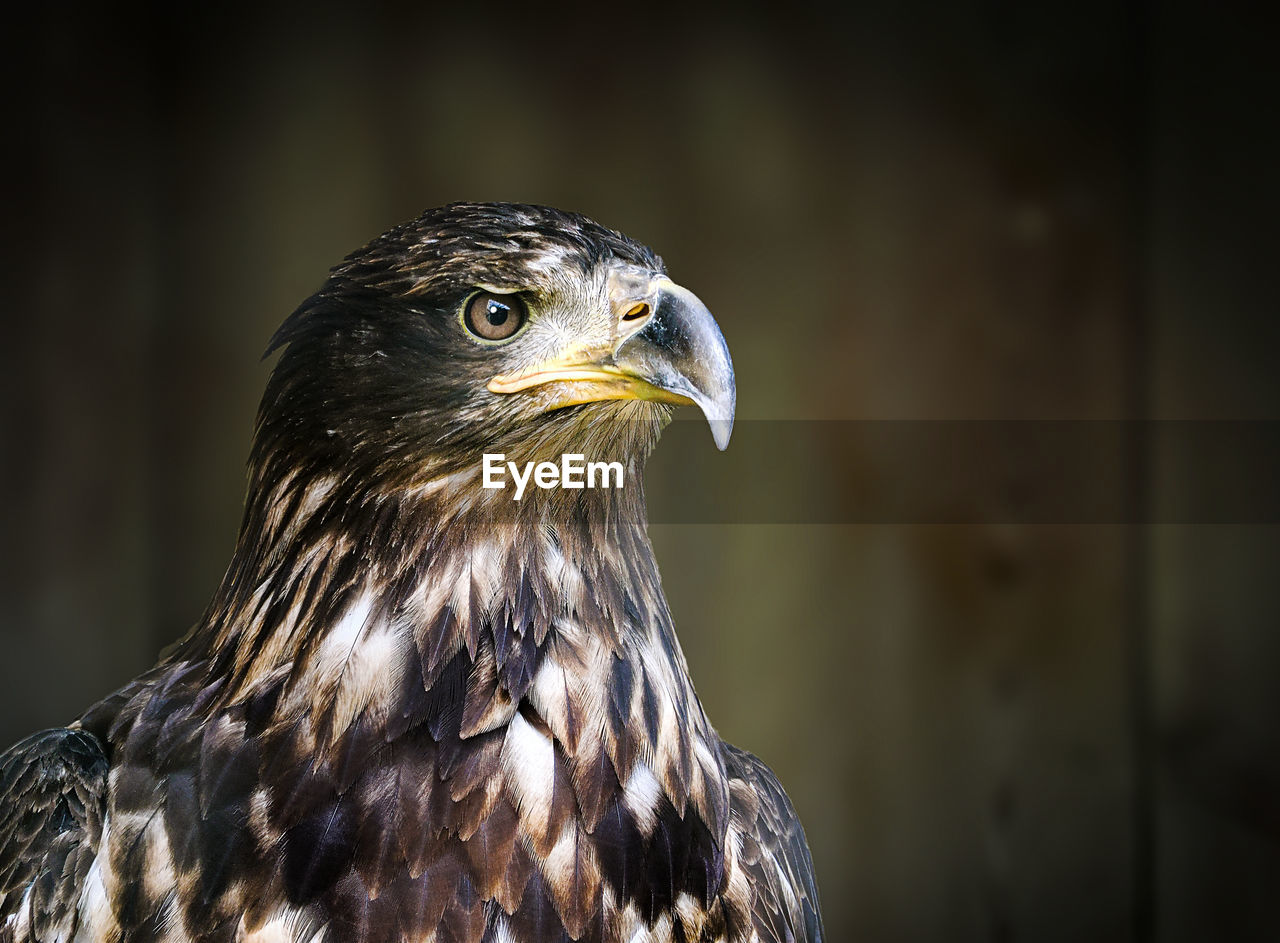 close-up portrait of eagle