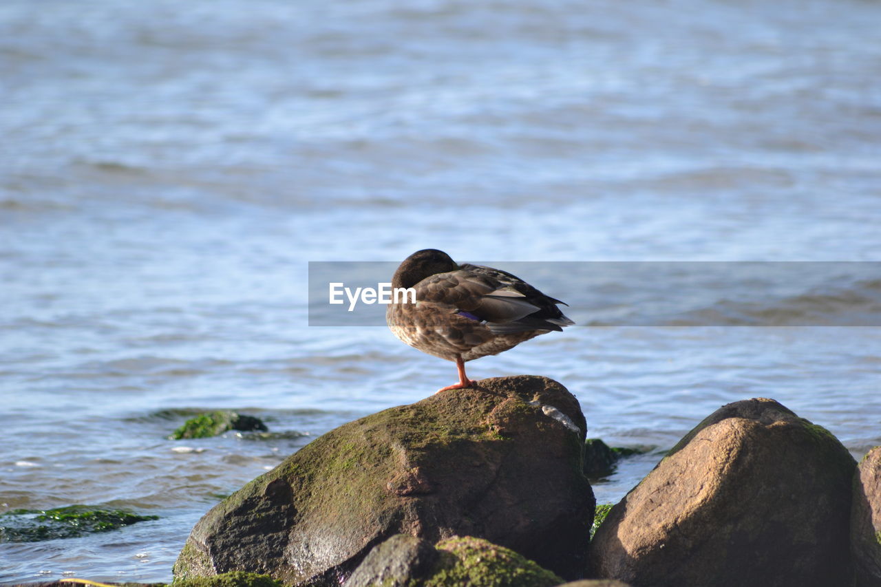 CLOSE-UP OF BIRD PERCHING ON ROCK