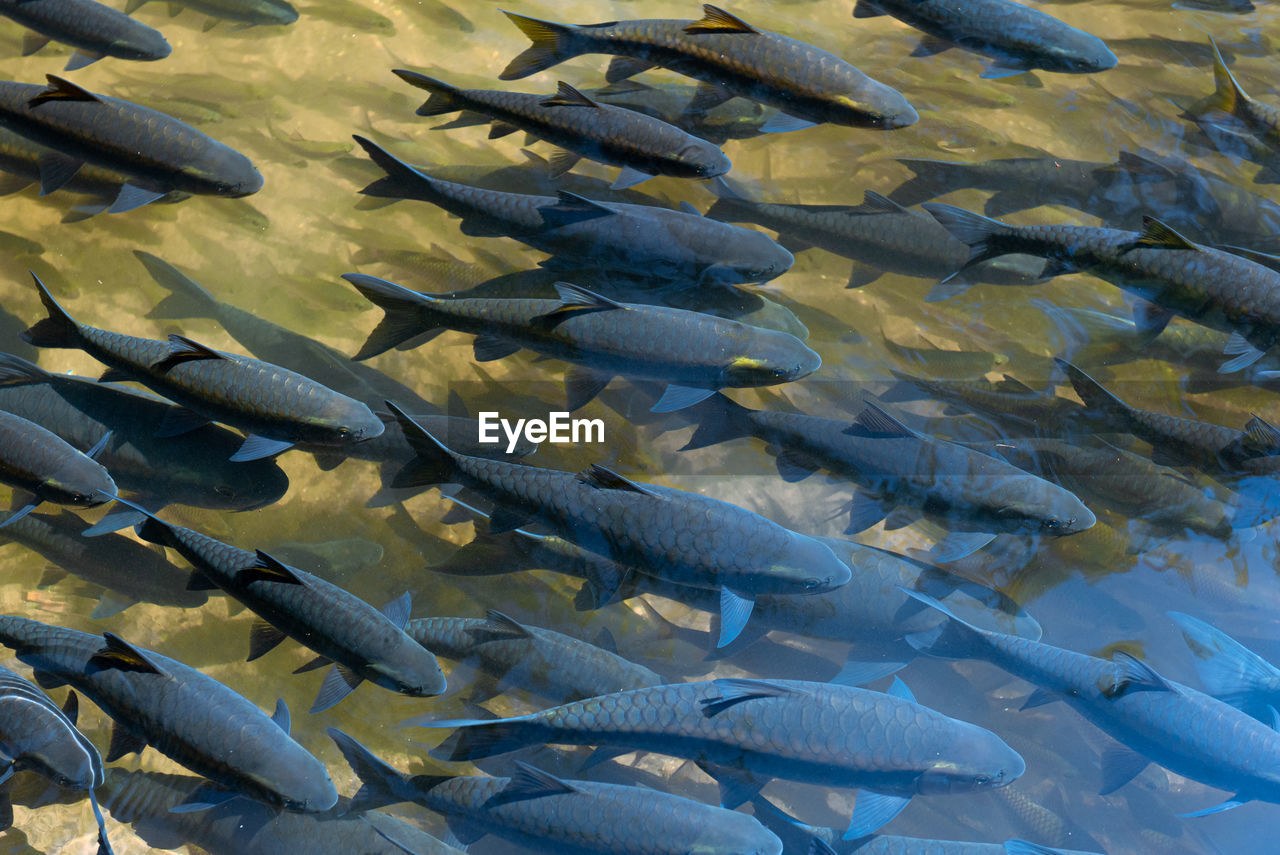 High angle view of fishes swimming in sea