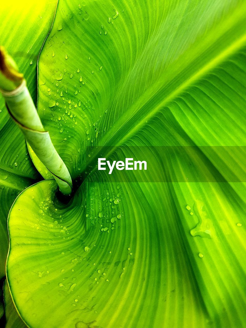 Full frame of water drops on leaf