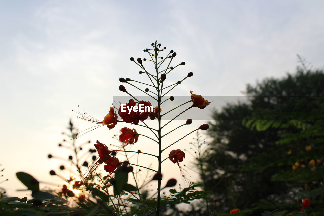 LOW ANGLE VIEW OF FRUITS ON TREE AGAINST SKY